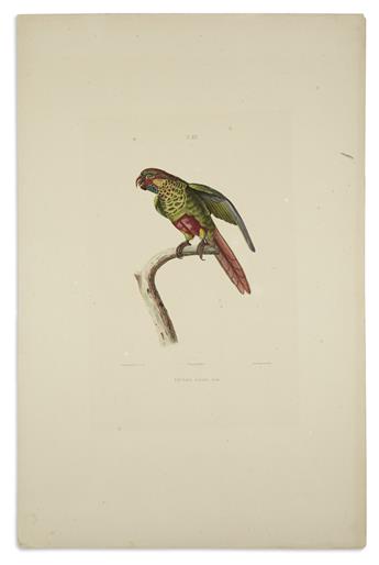 (BIRDS.) Blanchard, Emile. Group of 3 hand-colored lithographed plates of parakeets,